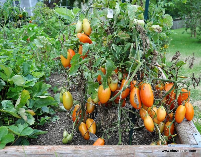 roma tomatoes