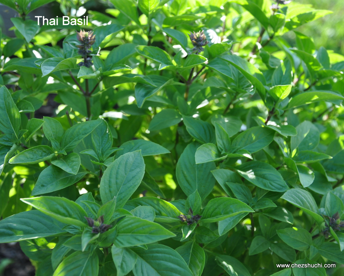 thai basil