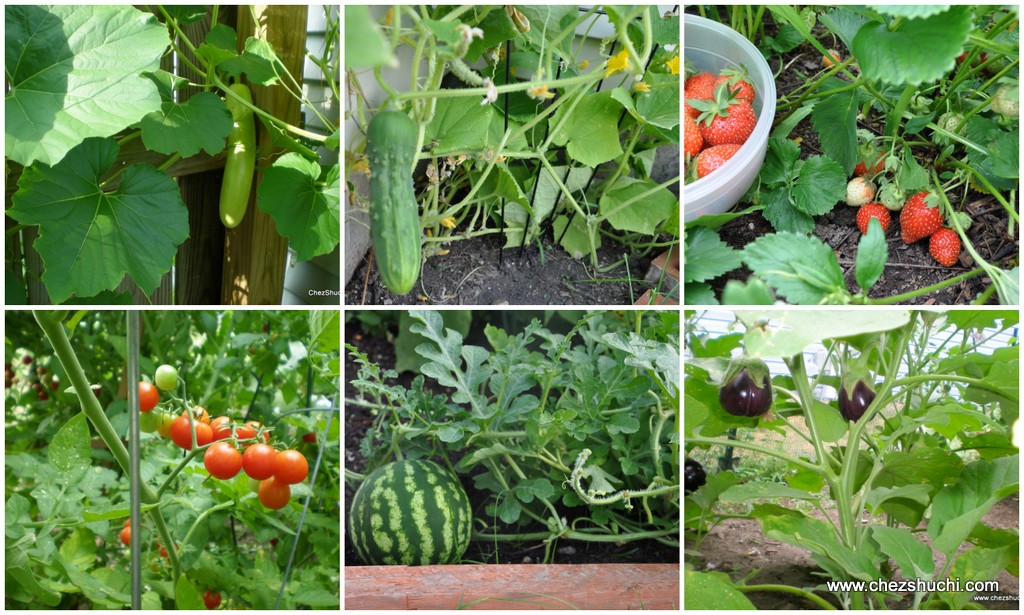 Vegetable Garden Collage.JPG